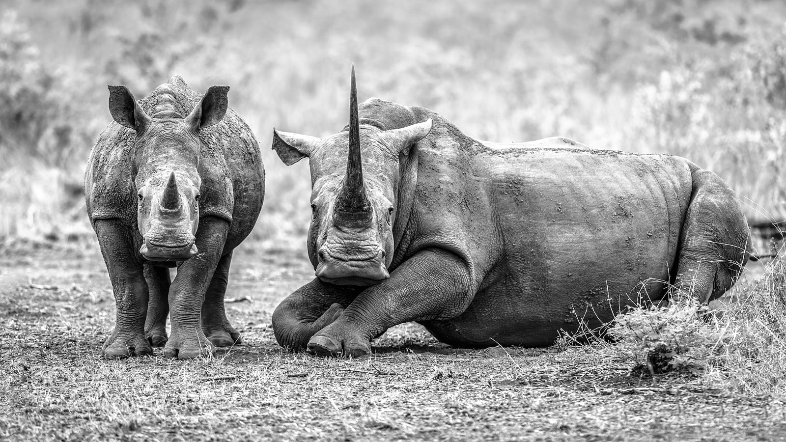 Nikon D810 sample photo. Endangered duo x photography