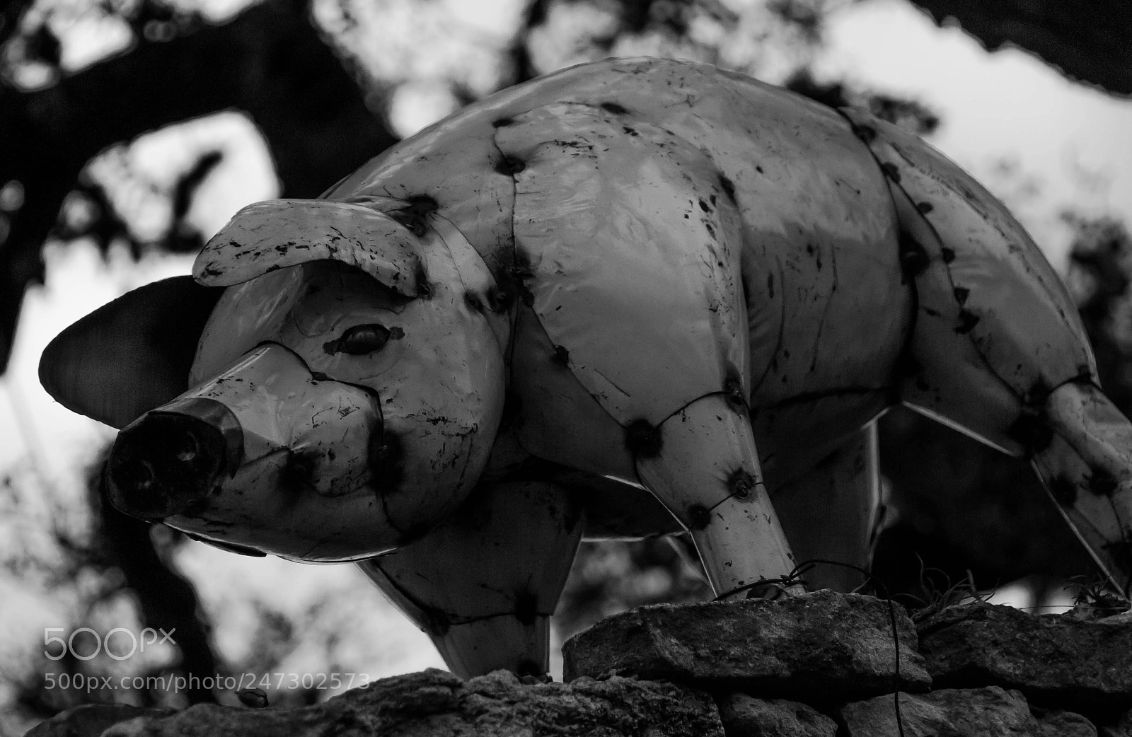 Nikon D300 sample photo. Pig photography