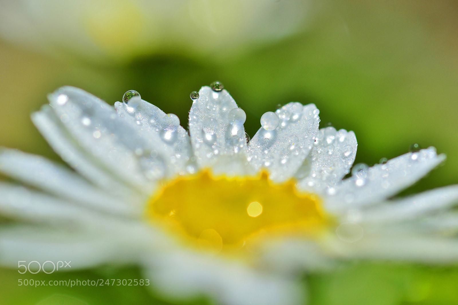 Nikon D3200 sample photo. Spring nature......macro photography