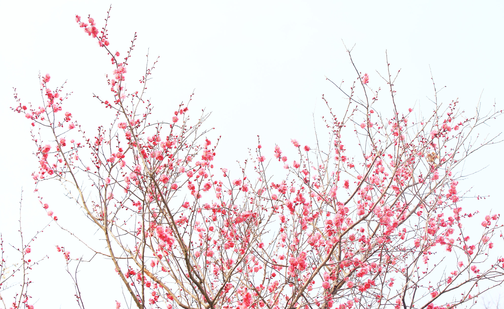 Canon EF 70-200mm F2.8L IS II USM sample photo. 春よ来い photography