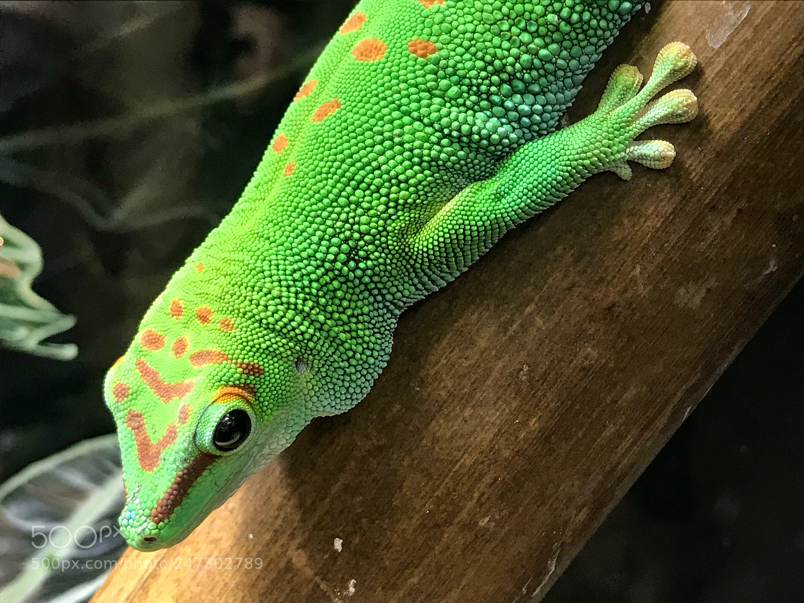 Apple iPhone 7 sample photo. Madagascar day gecko photography