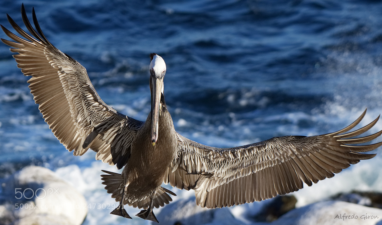 Nikon D500 sample photo. Pelican landing photography