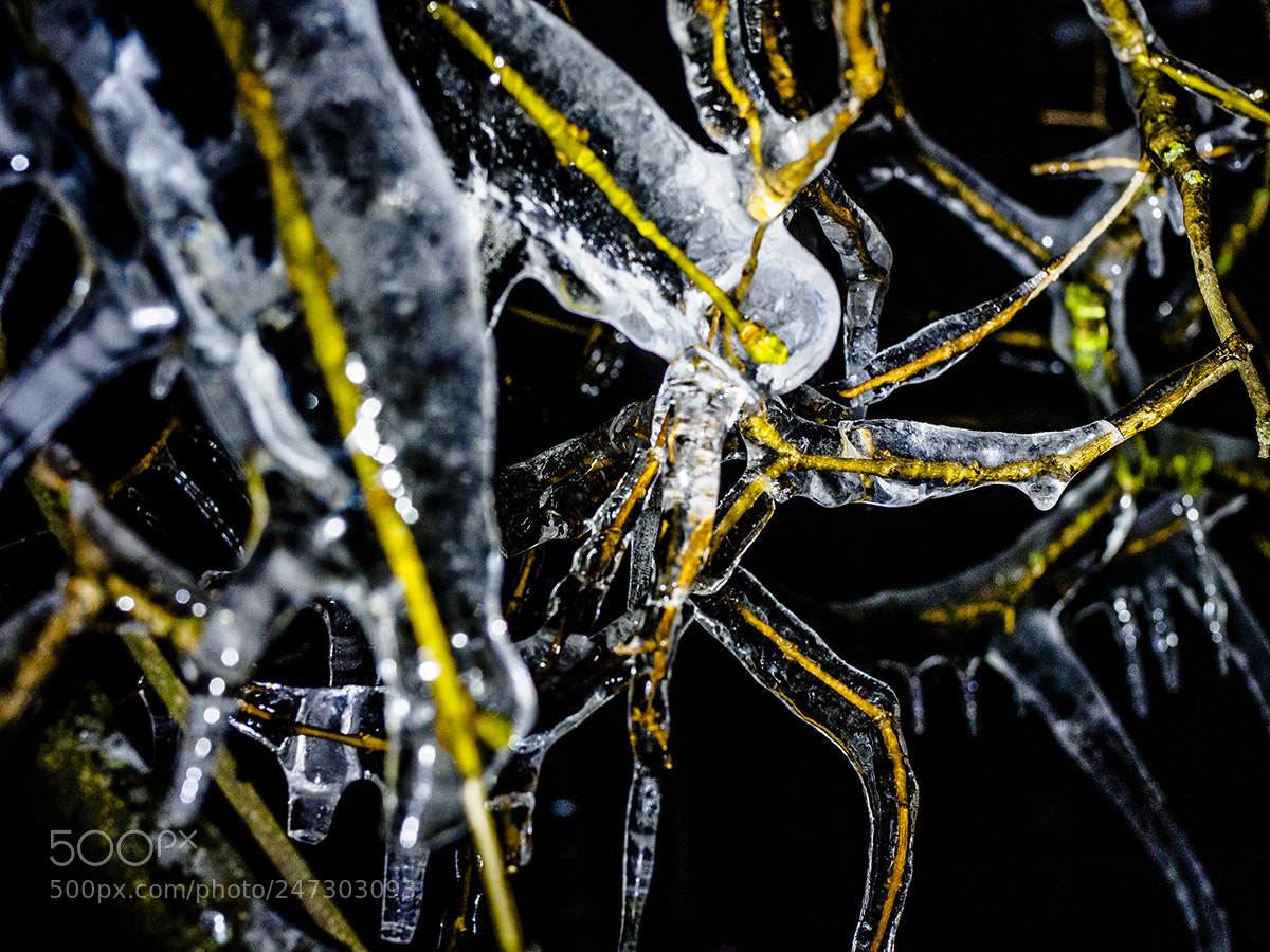 Olympus OM-D E-M10 sample photo. Winter spiders photography