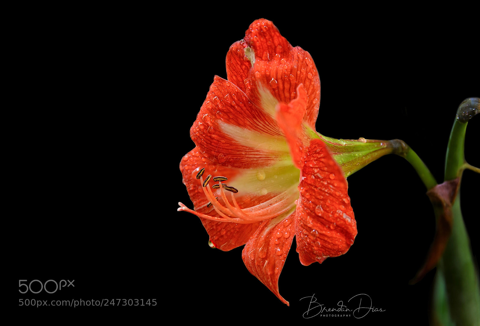 Nikon D800 sample photo. Lilium longiflorum photography