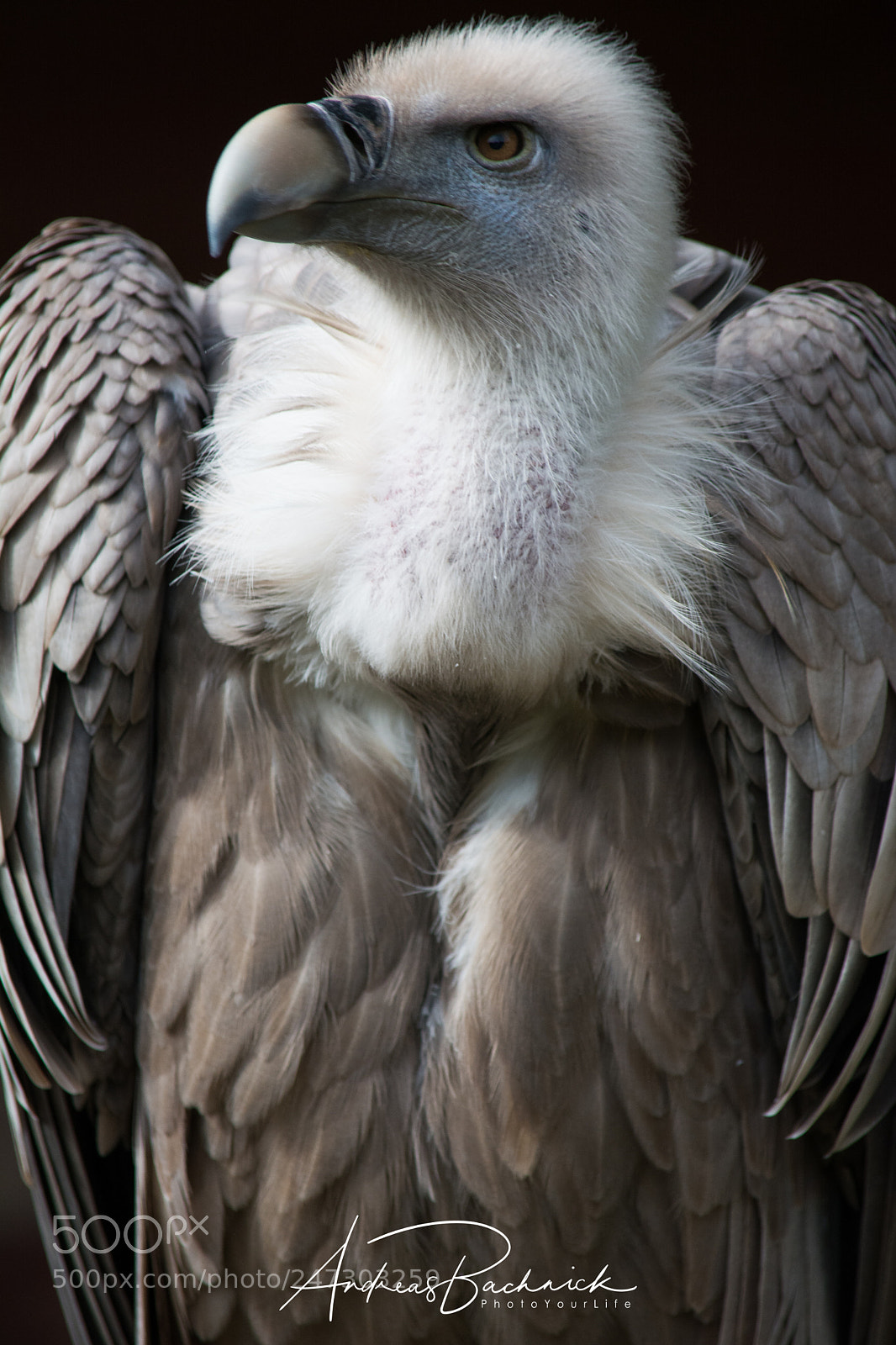 Nikon D5200 sample photo. Feather dress of a photography
