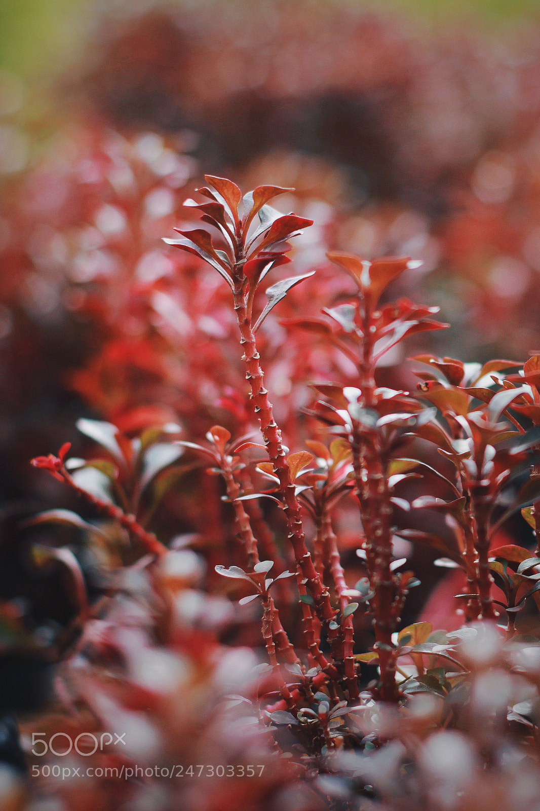 Canon EOS 500D (EOS Rebel T1i / EOS Kiss X3) sample photo. Wonderland photography