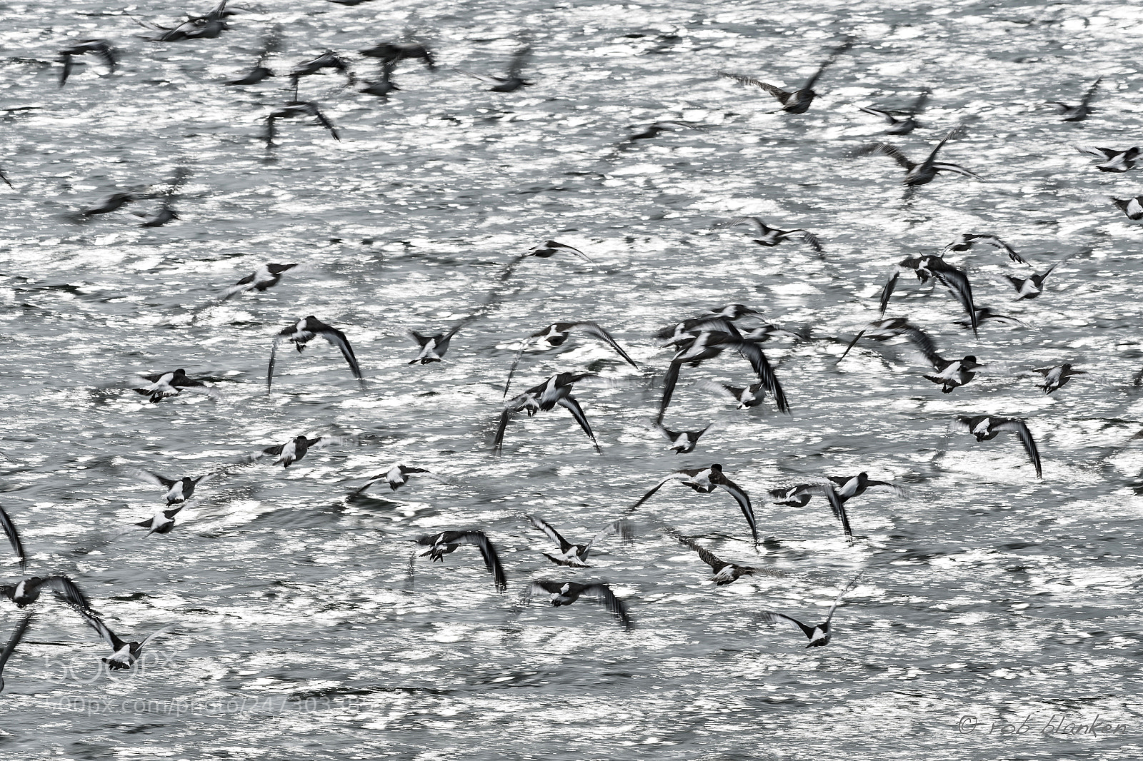 Nikon D500 sample photo. Moving birds (2) photography