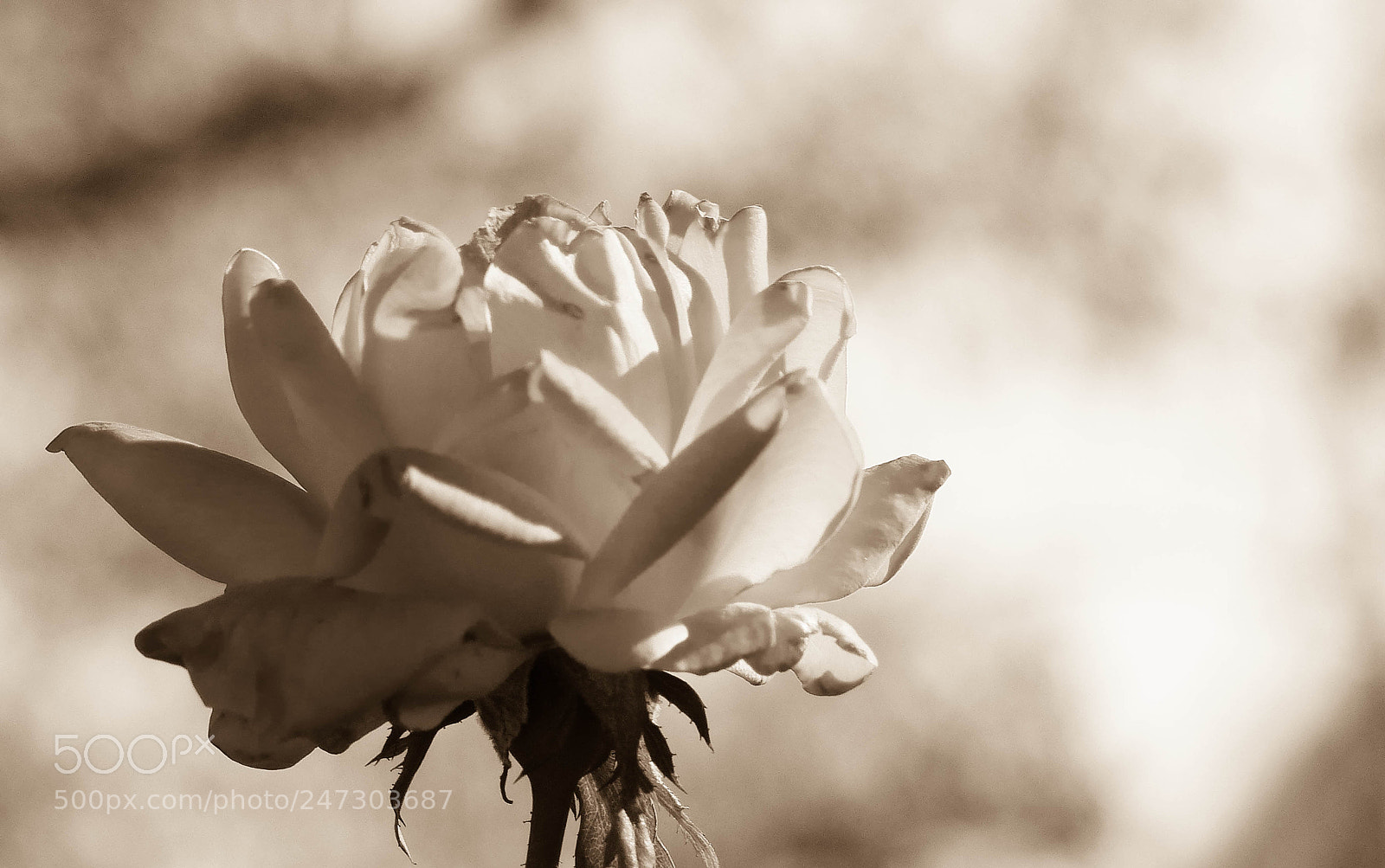 Panasonic Lumix DMC-FZ200 sample photo. A rose is a photography
