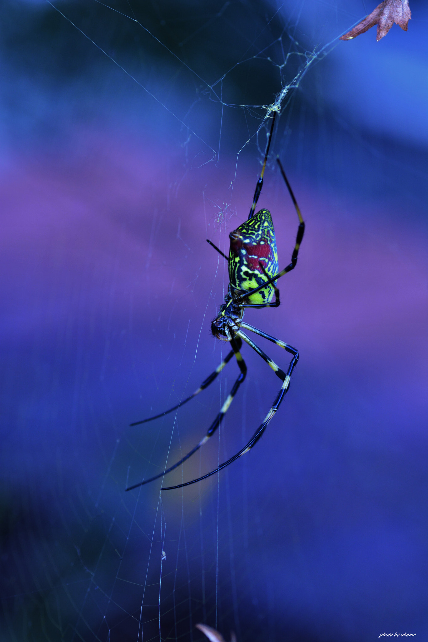 Nikon D5200 sample photo. (spider art) photography