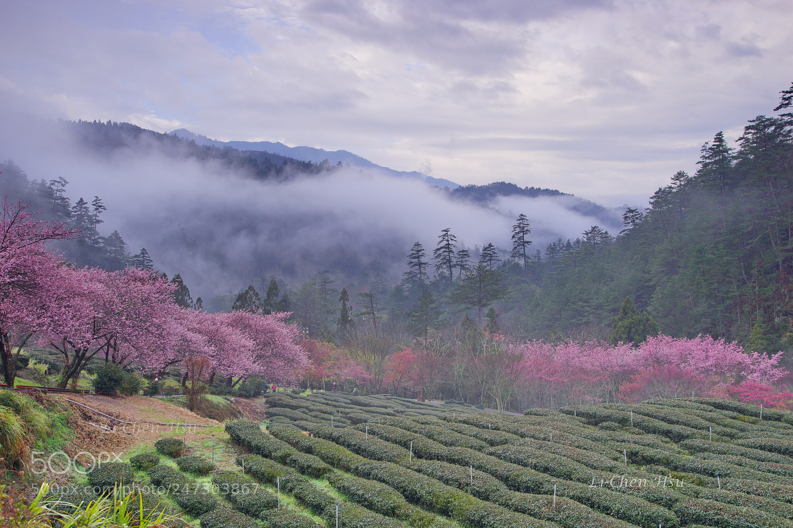 Sony a7 II sample photo. Cherry blossoms in wuling photography
