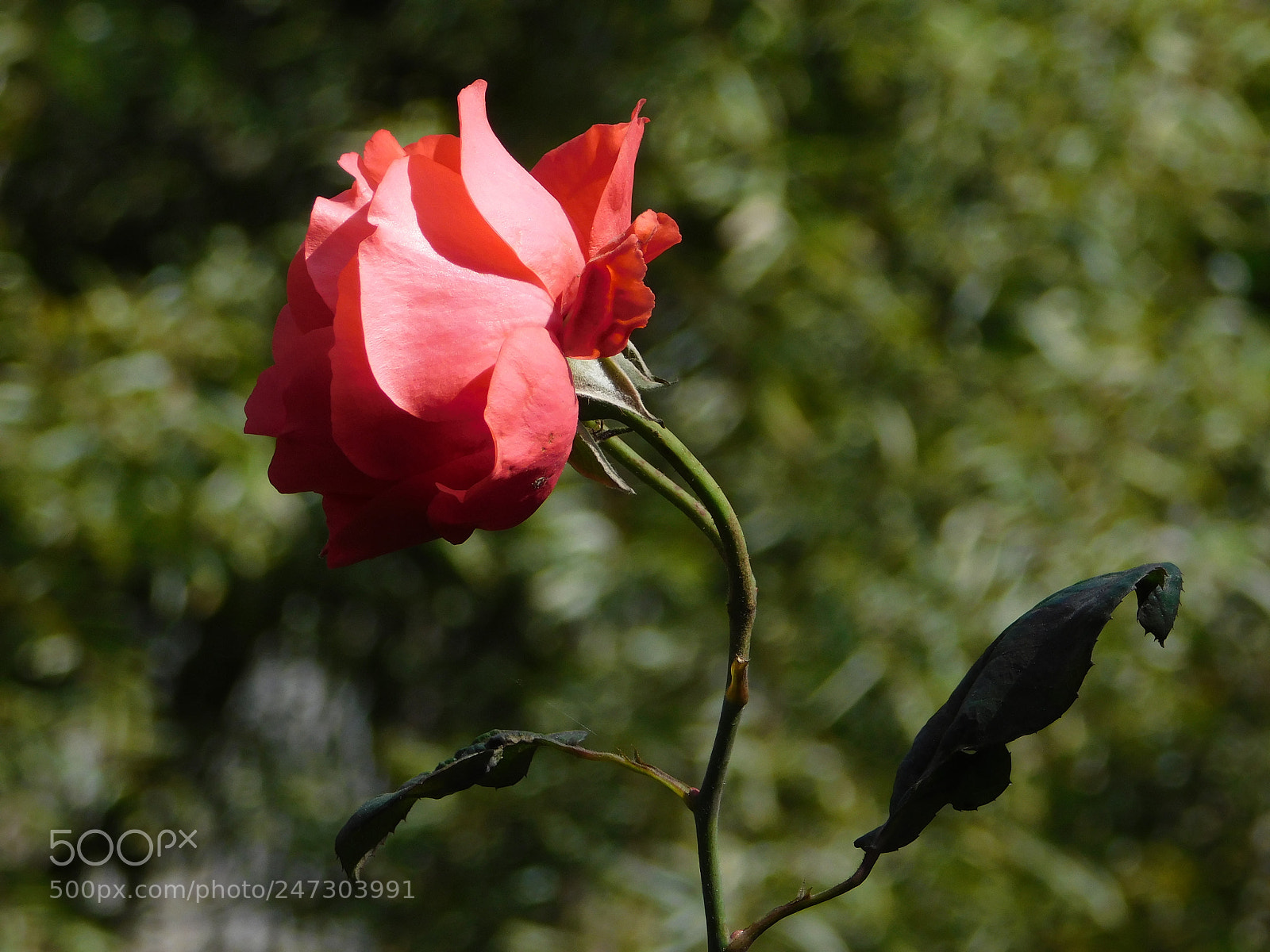 Nikon Coolpix B500 sample photo. Red rose in green. photography
