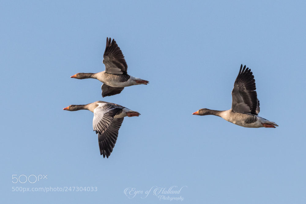 Canon EOS 7D Mark II sample photo. Flying squat photography