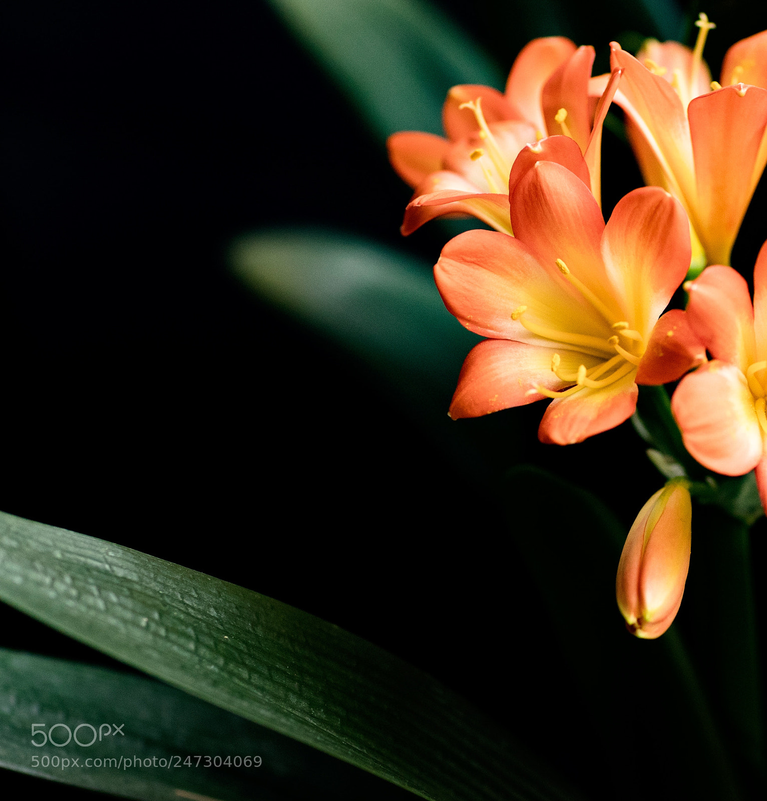 Canon EOS 6D Mark II sample photo. Untitled photography