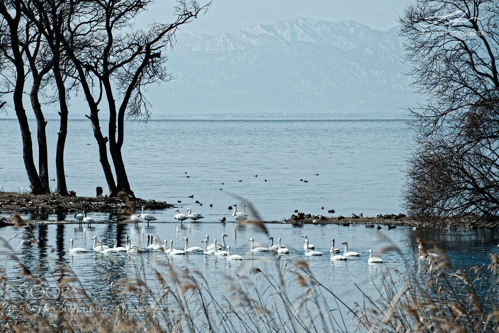 Nikon D850 sample photo. Gather between trees* photography