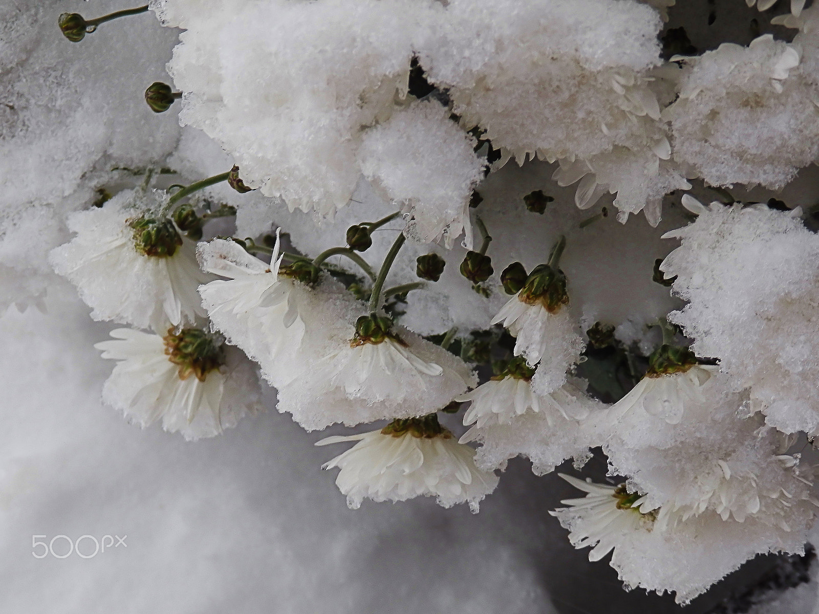 Olympus SZ-30MR sample photo. Blossom in winter photography