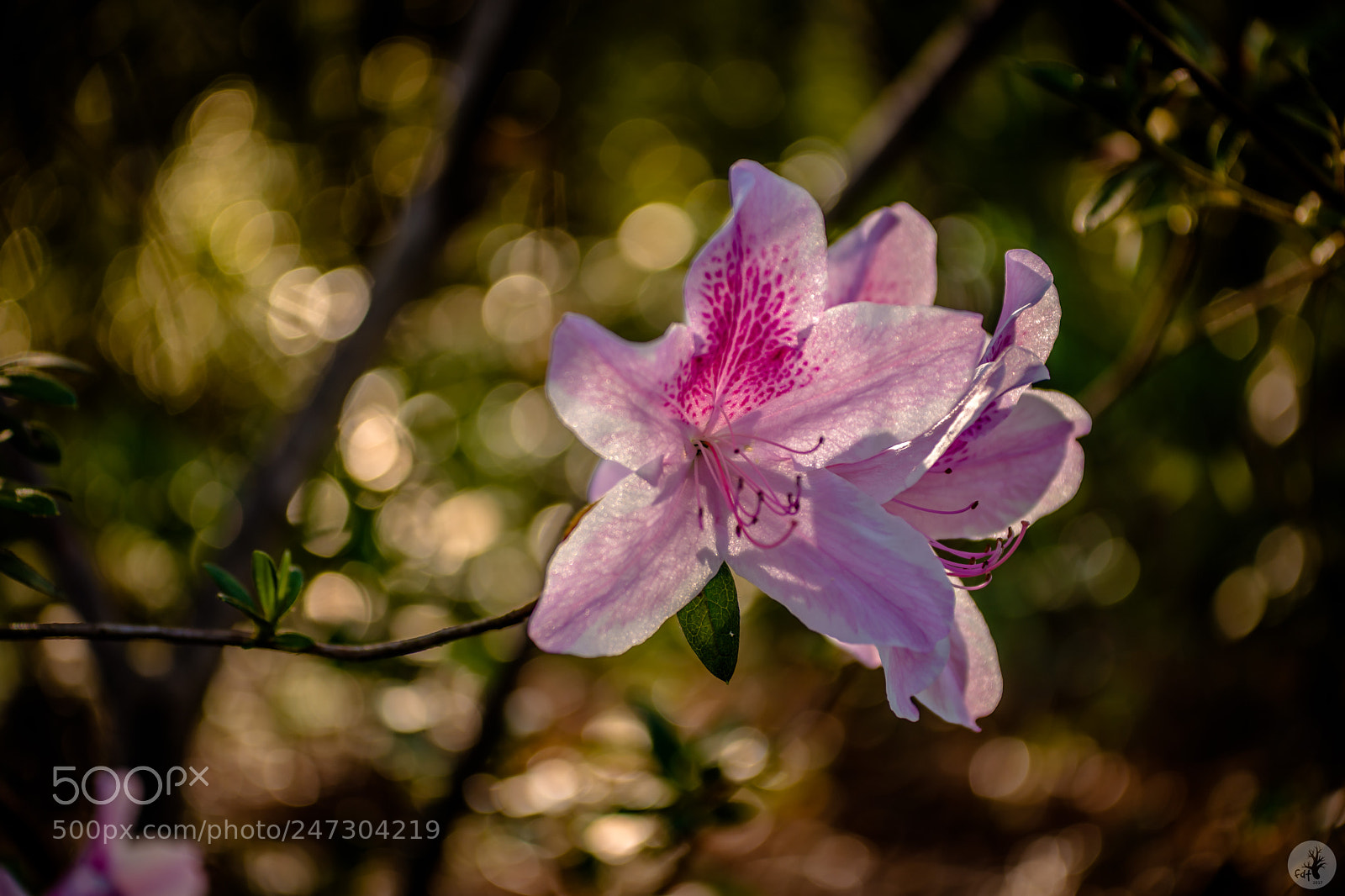Samsung NX1 sample photo. Southern indica hybrid azalea photography