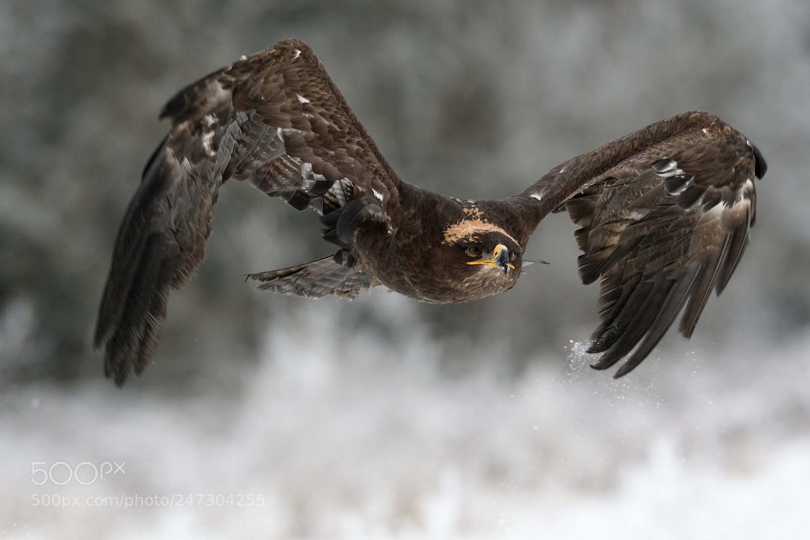 Nikon AF-S Nikkor 200-500mm F5.6E ED VR sample photo. Steppe eagle photography