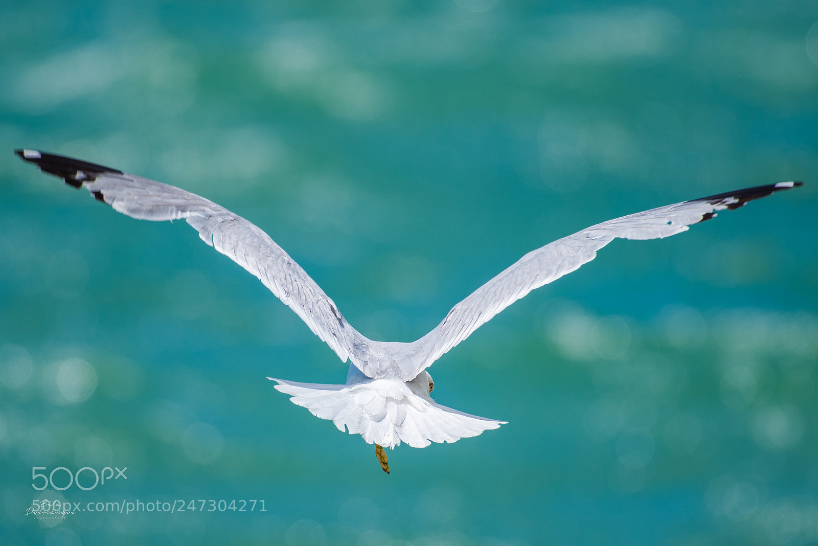 Nikon D810 sample photo. Soaring photography