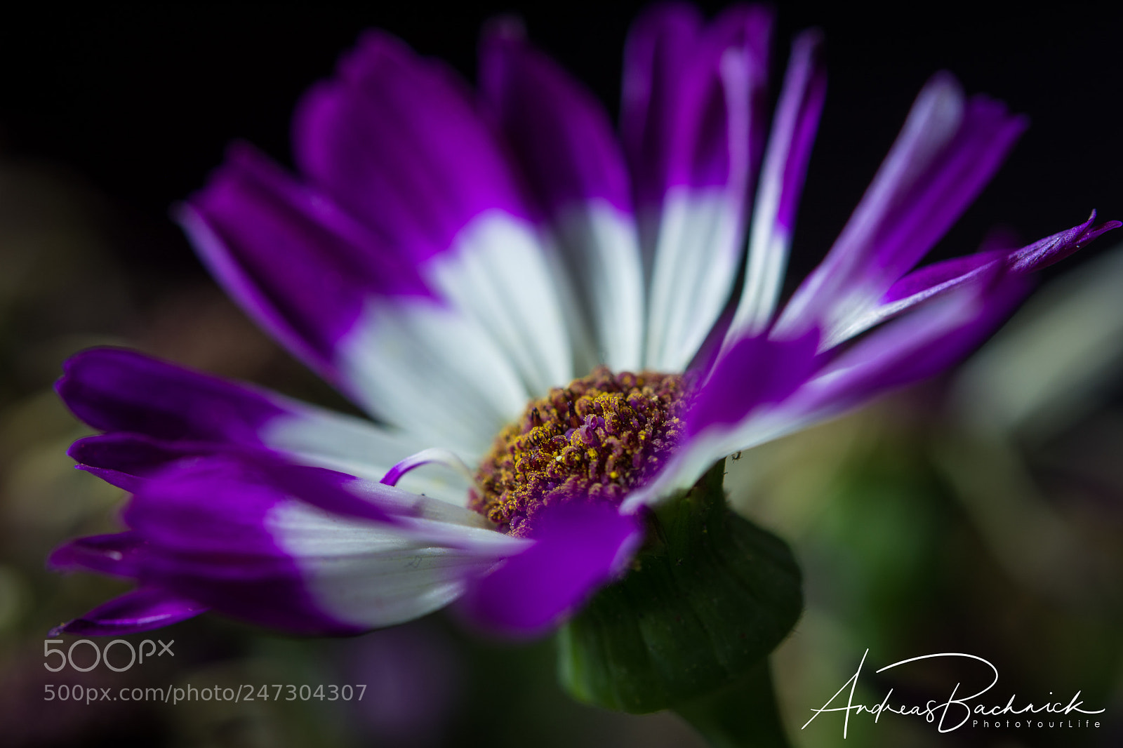 Nikon D5200 sample photo. Beauty in the dark photography