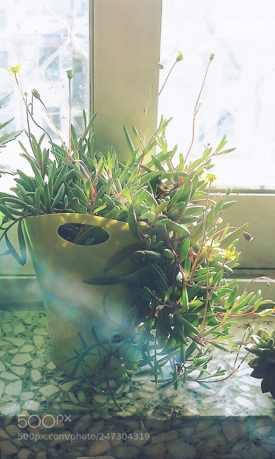 Samsung Galaxy S5 sample photo. Othonna capensis l.h.bailey photography