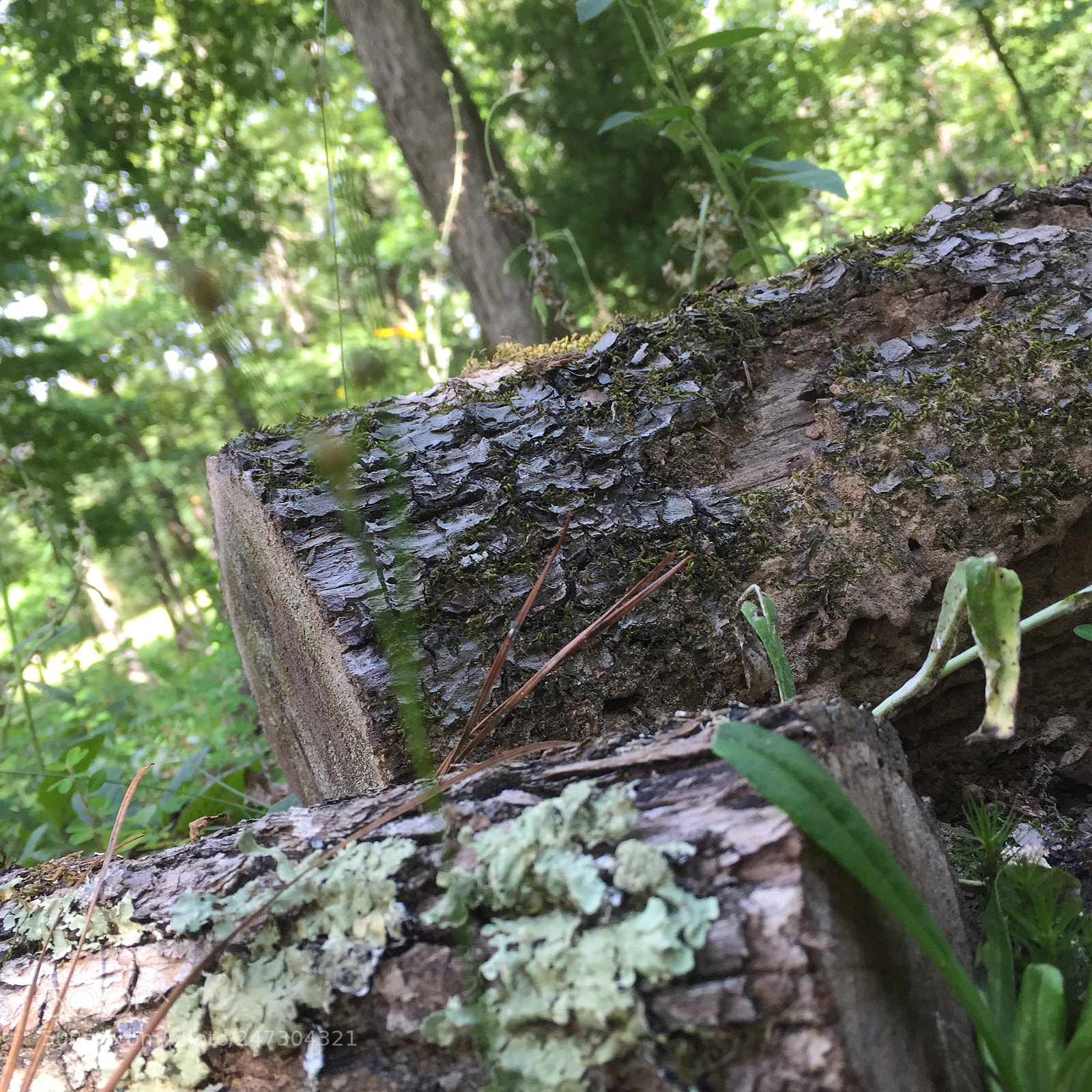 Apple iPhone 6 sample photo. Into the woods photography