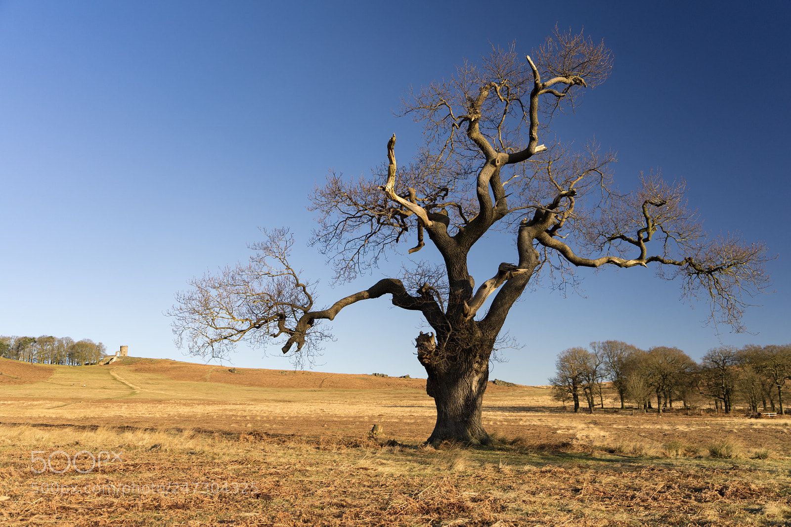 Sony a7 II sample photo. Undecided as to the photography