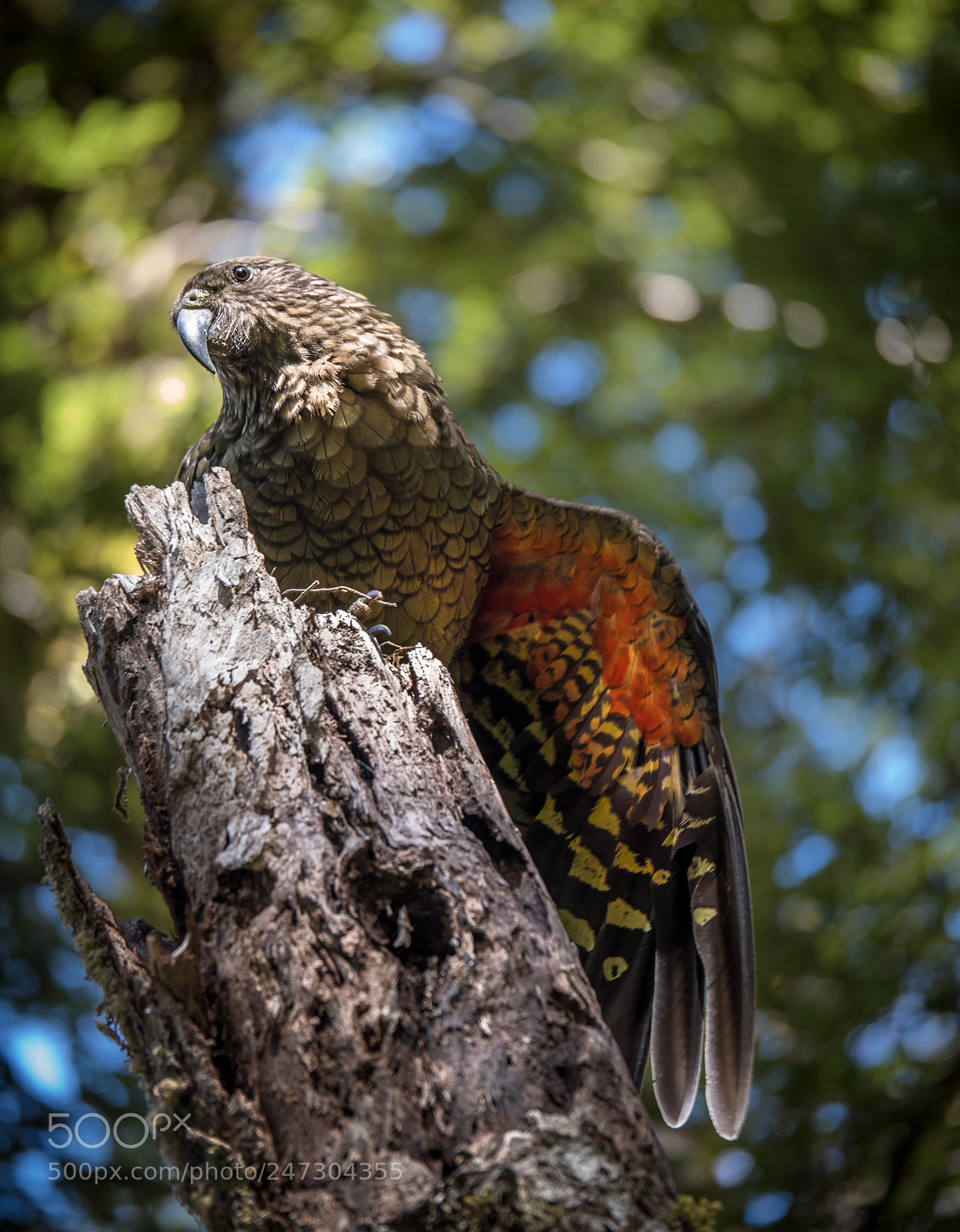 Olympus OM-D E-M5 II sample photo. Kea photography