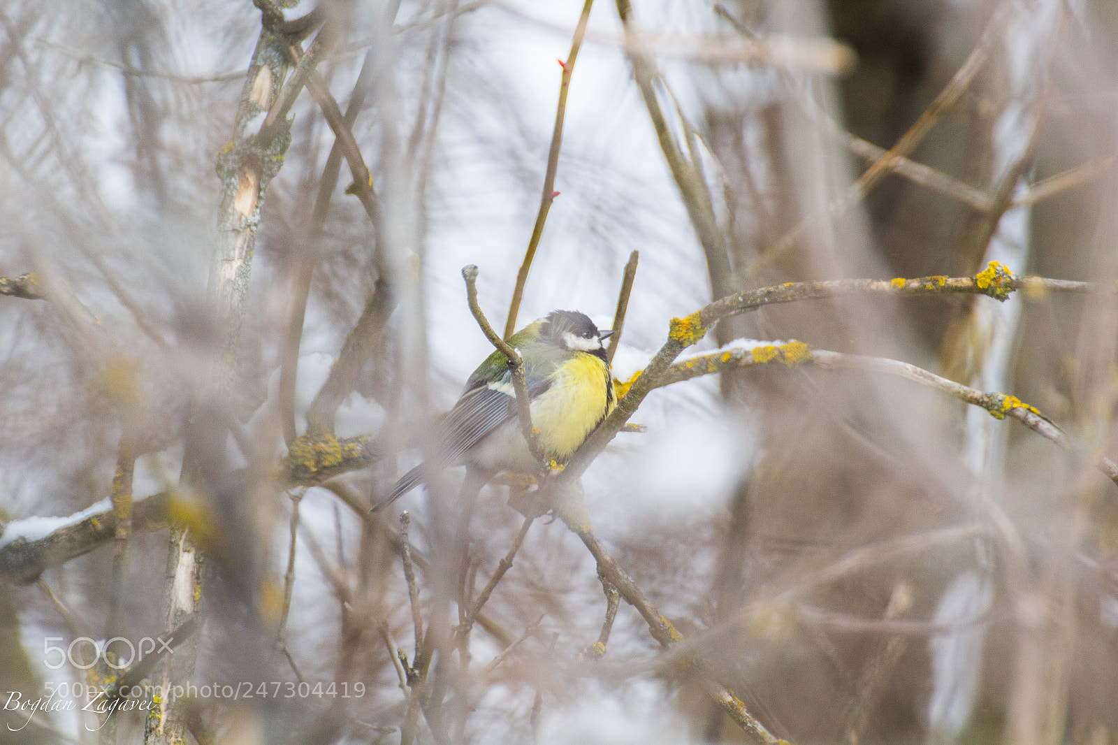 Canon EOS 60D sample photo. Great tit- parus major photography