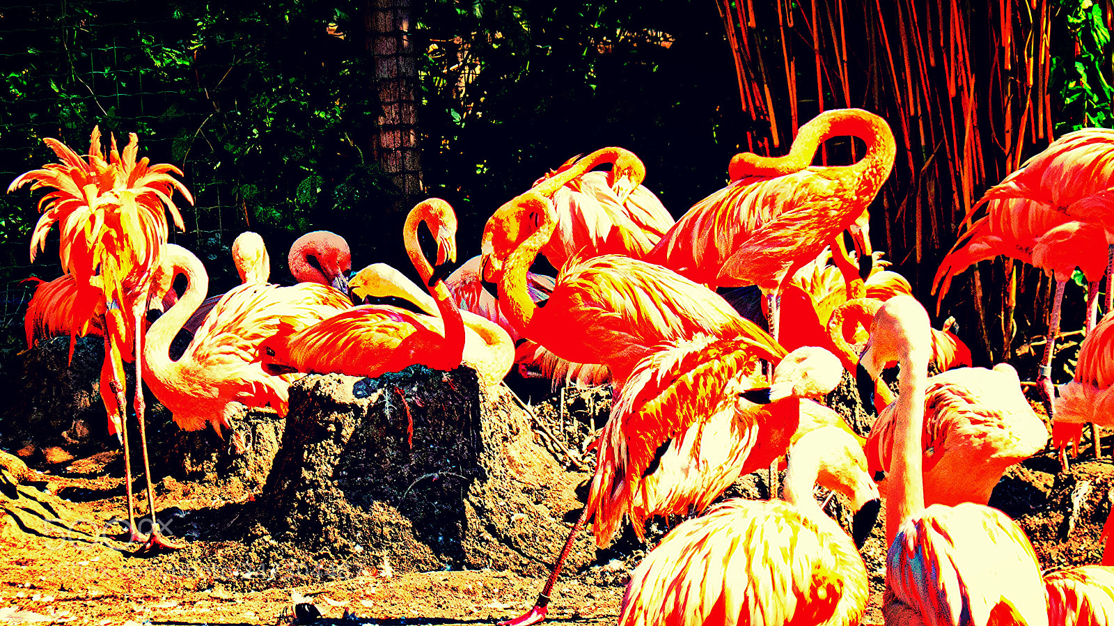 Panasonic Lumix DMC-FZ200 sample photo. Flamengo's pride parade photography