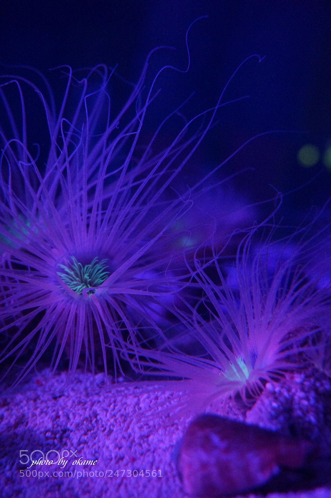 Sony Alpha NEX-5R sample photo. (sea anemone dancing) photography