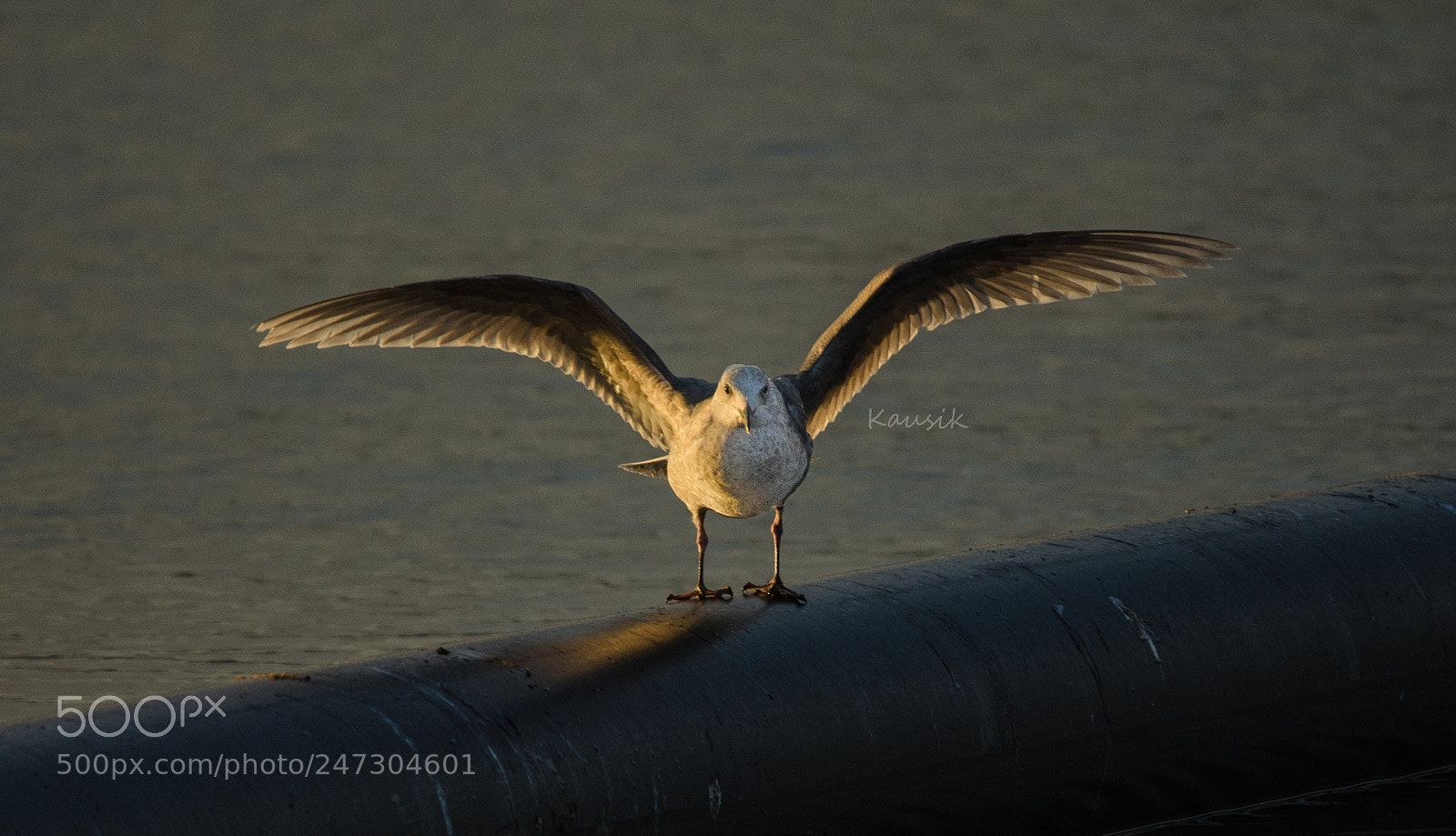 Nikon D5100 sample photo. Seagull photography