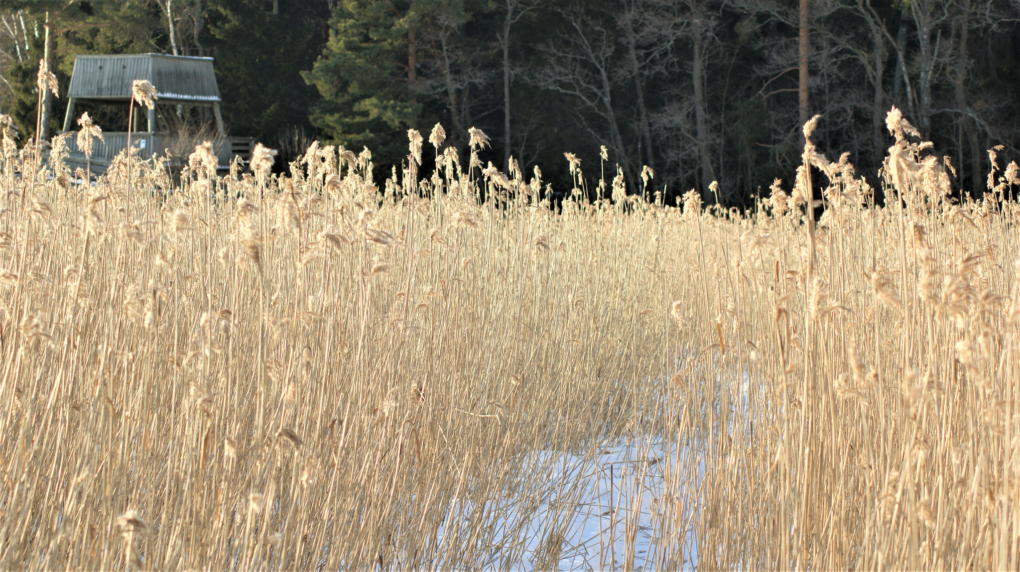 Sony Alpha DSLR-A350 sample photo. Reeds photography