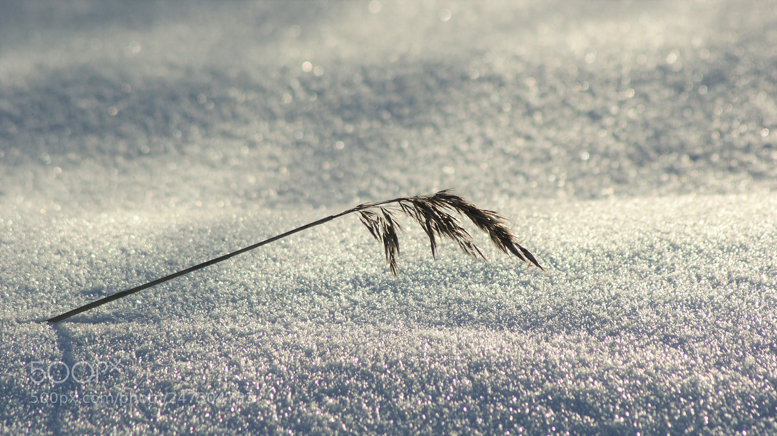 Sony Alpha DSLR-A350 sample photo. Reed photography