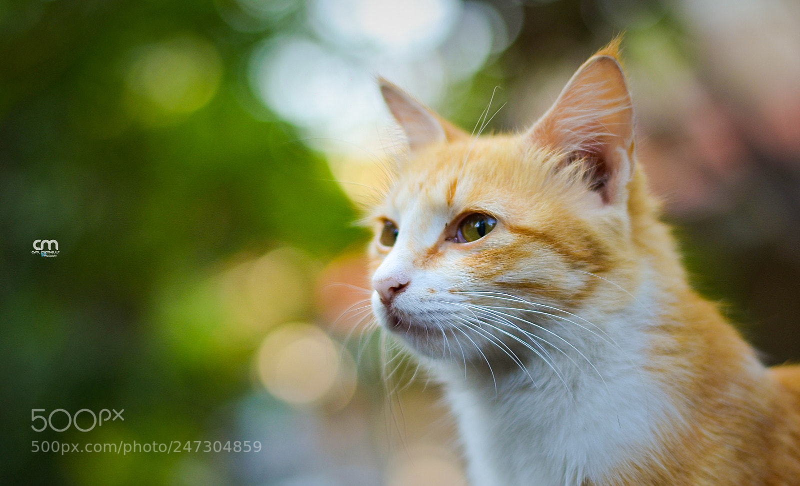 Nikon D3100 sample photo. Another visitor photography
