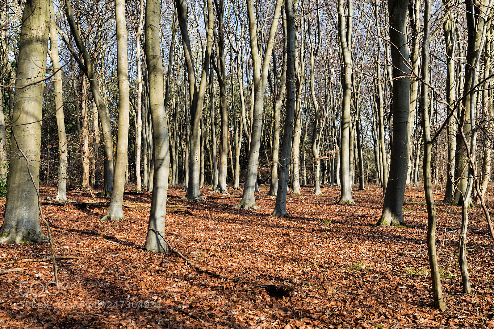 Canon EOS-1D X Mark II sample photo. A winters walk in photography