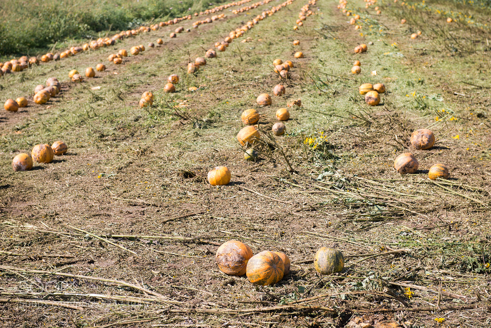 Nikon D610 sample photo. Field of pumpkins photography