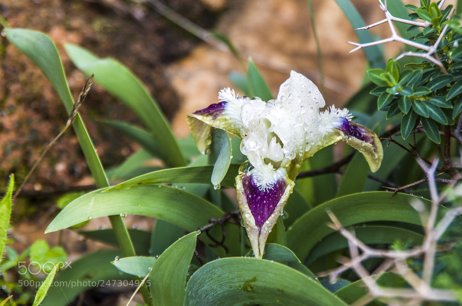 Pentax K-30 sample photo. Beautiful wild iris photography