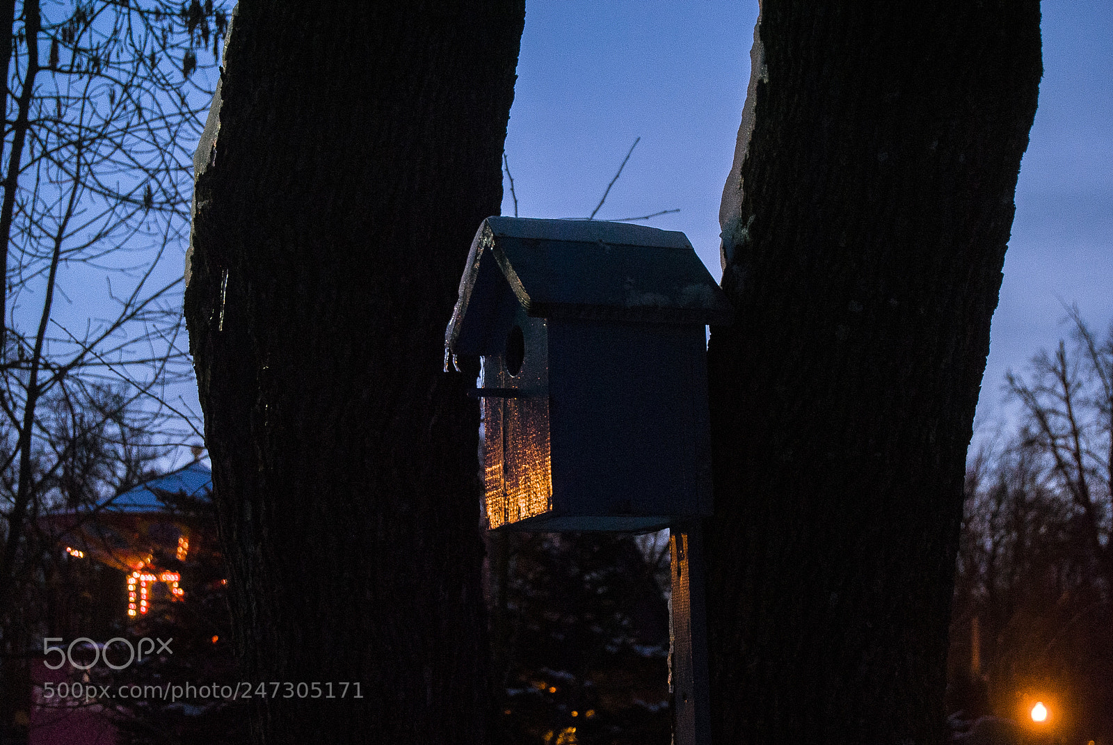 Nikon D3000 sample photo. Bird feeder photography