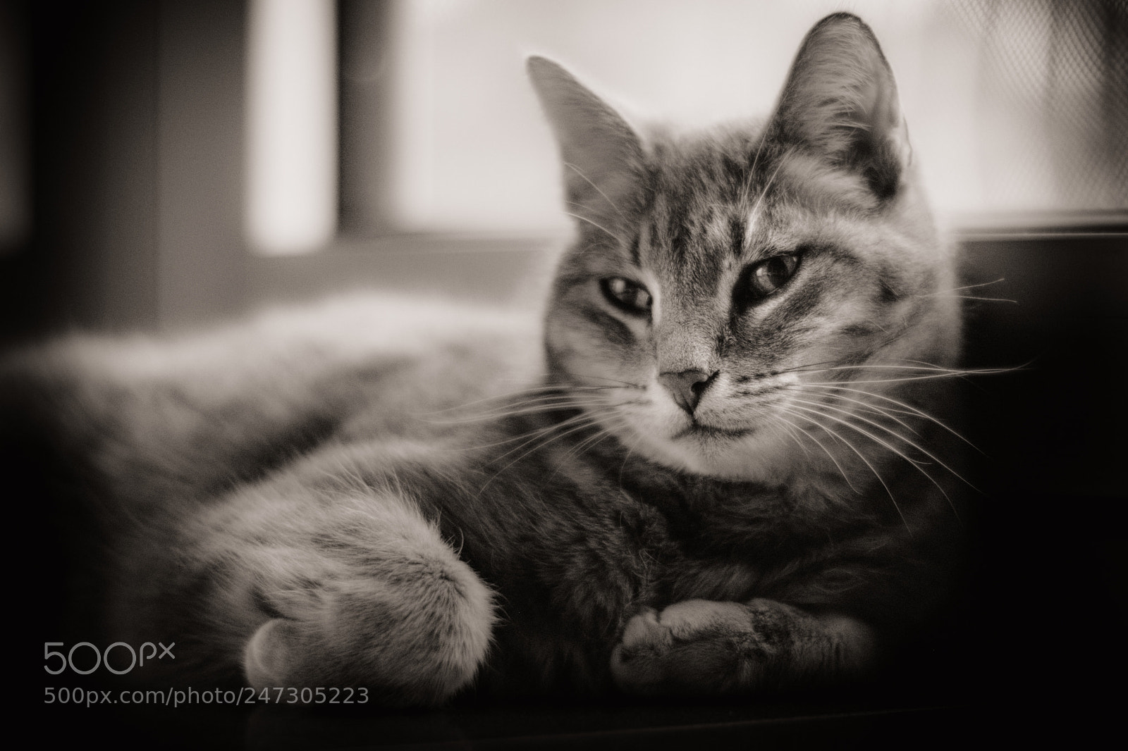Fujifilm X-T20 sample photo. Morning visit photography