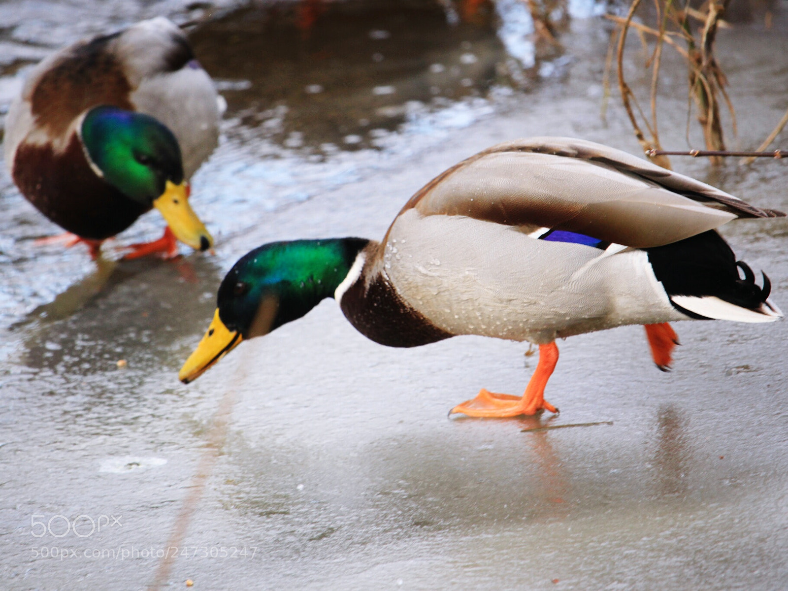 Canon EOS 500D (EOS Rebel T1i / EOS Kiss X3) sample photo. Ducks photography