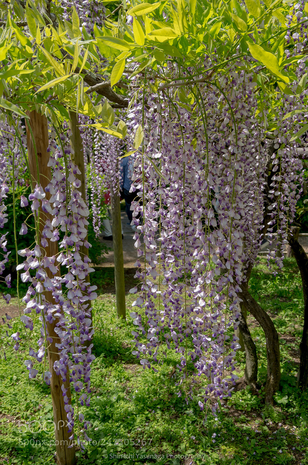 Pentax K-30 sample photo. Wisteria photography