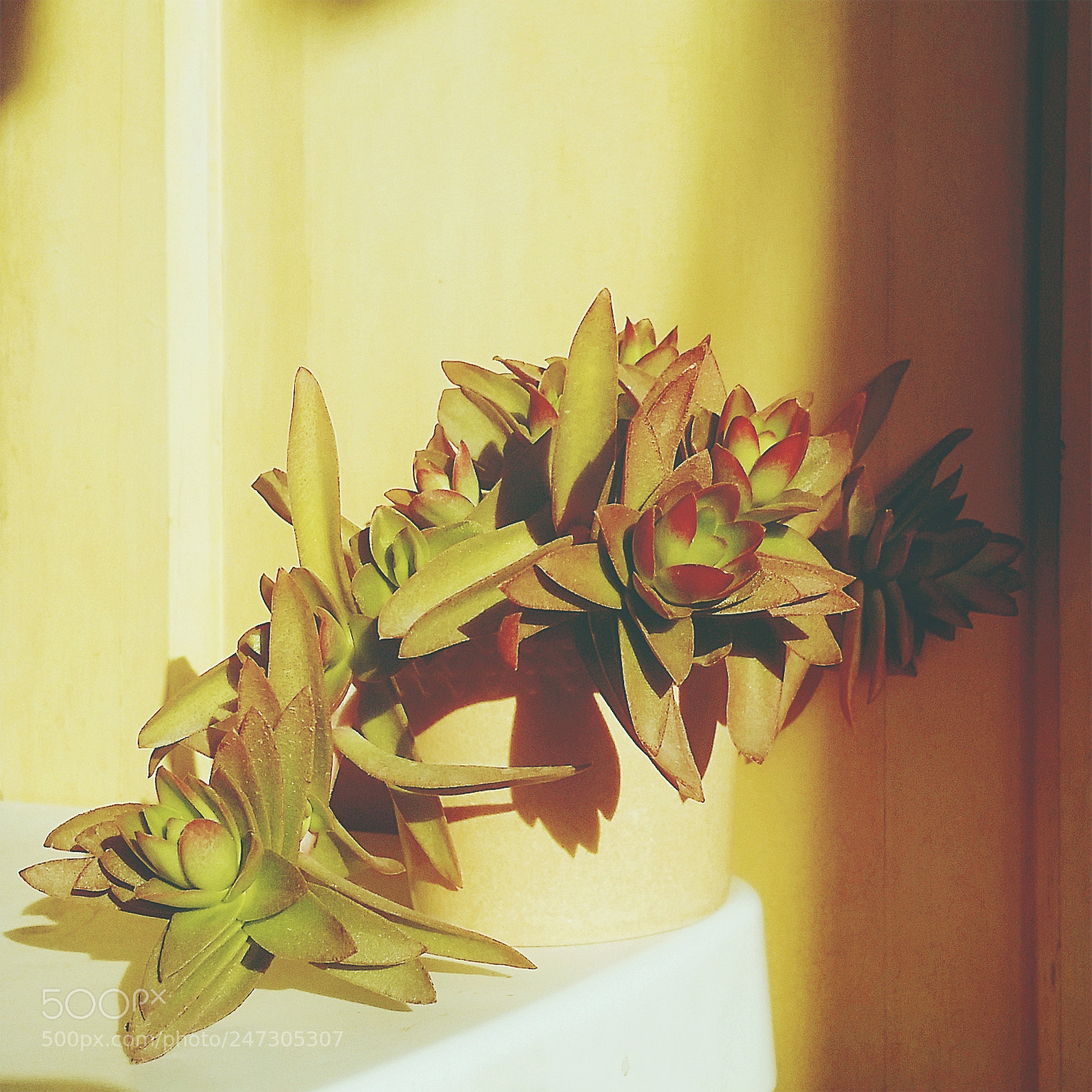 Samsung Galaxy S5 sample photo. 火祭 crassula capitella 'campfire’ photography