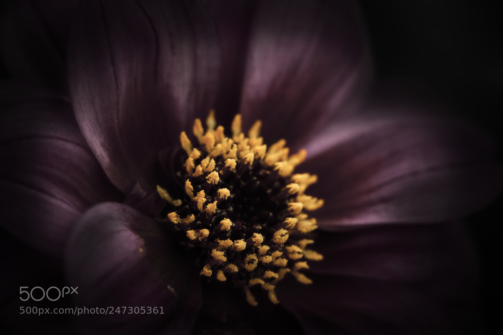 Nikon D800E sample photo. Fade to black photography