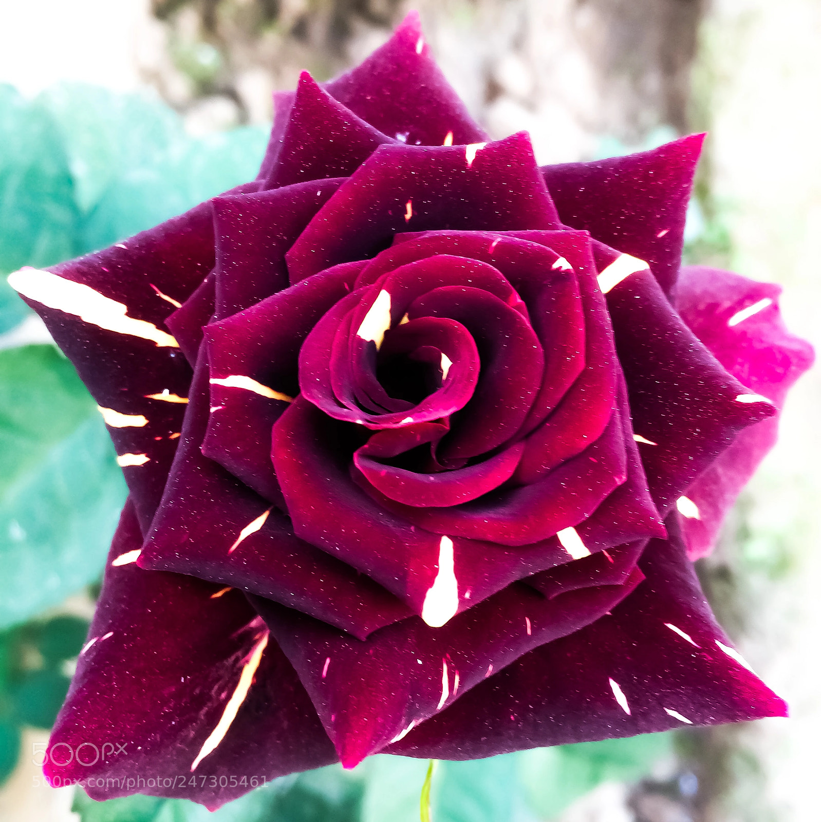Apple iPhone 5s sample photo. Flower photography