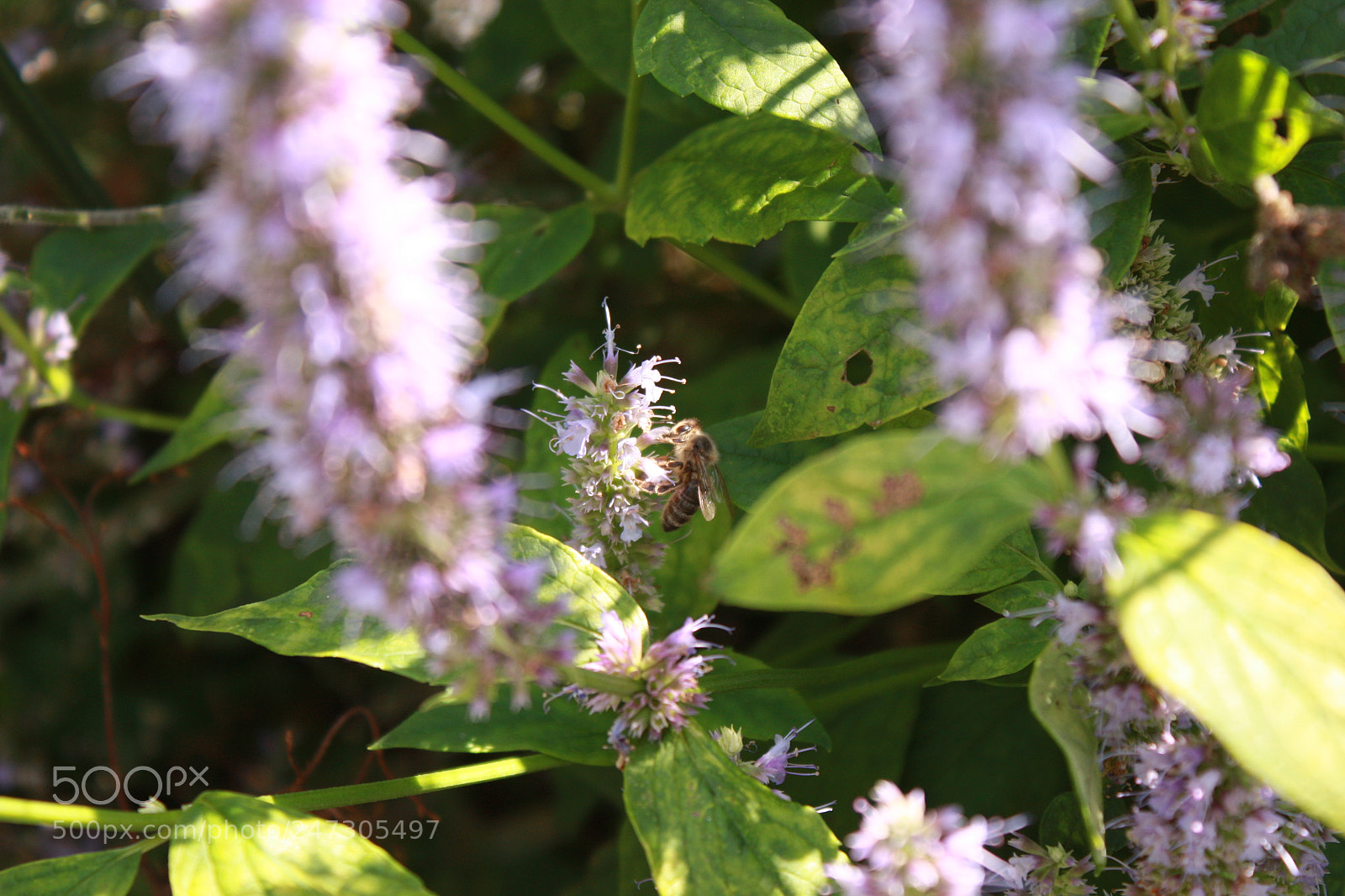 Canon EF-S 18-55mm F3.5-5.6 IS sample photo. Img photography