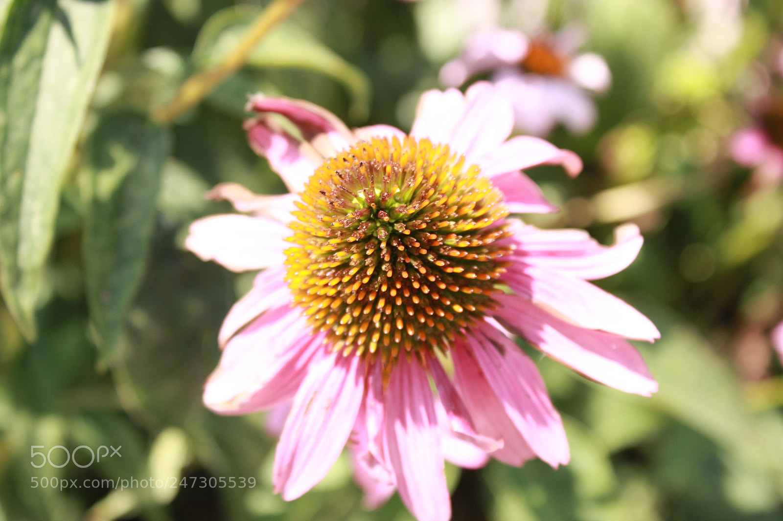 Canon EF-S 18-55mm F3.5-5.6 IS sample photo. Img photography
