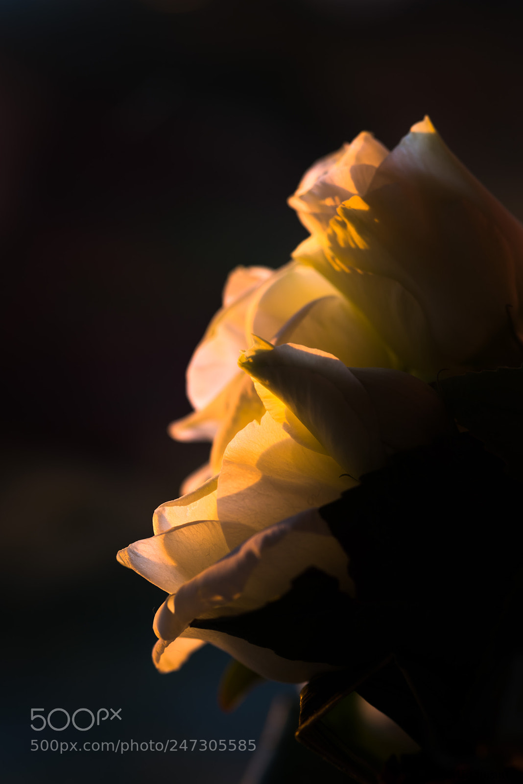 Pentax K-1 sample photo. Dawn breeze - souffle photography