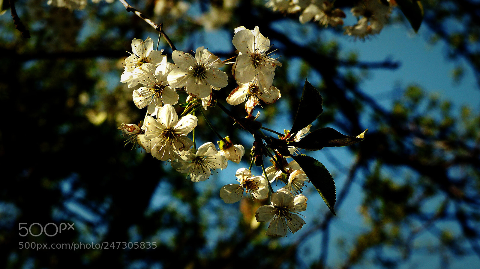 Panasonic Lumix DMC-FZ200 sample photo. Spring. photography