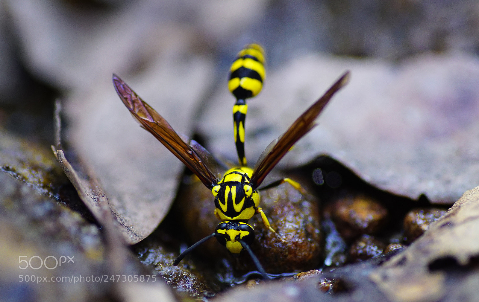 Sony ILCA-77M2 sample photo. Black & yellow hornet photography