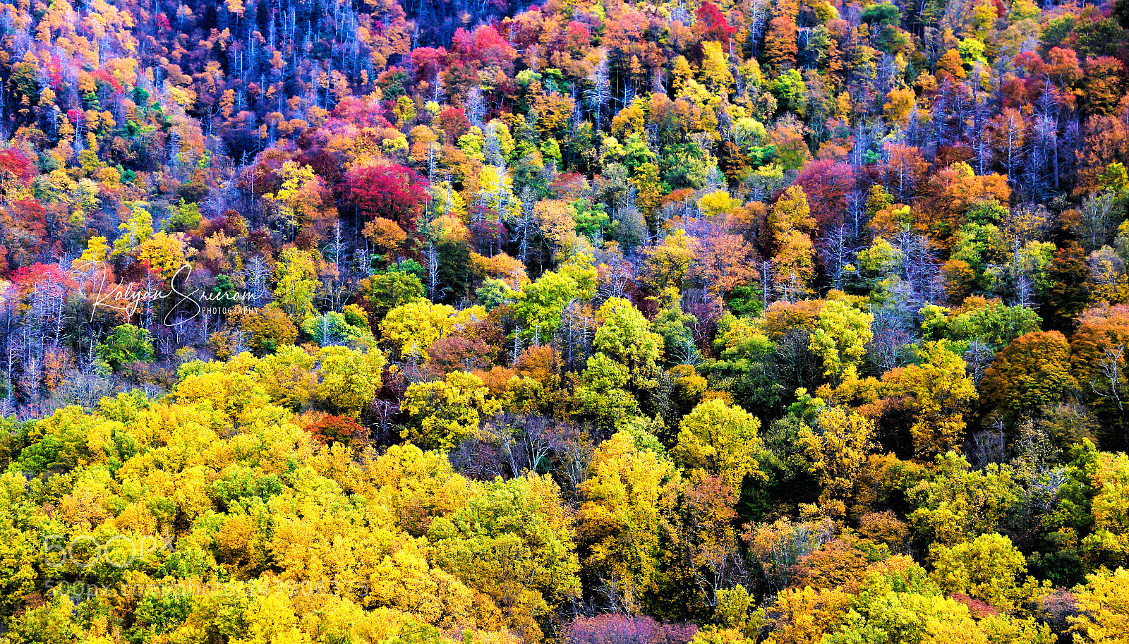 Canon EOS 60D sample photo. Nature's palette photography